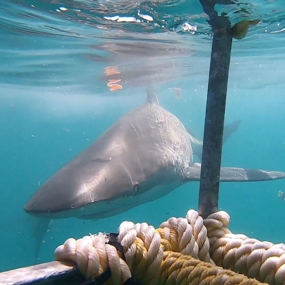 Gansbaai: Shark Cage Diving and Shark Viewing Boat Trip 1