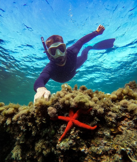 Picture 6 for Activity Cabo de Gata Natural Park: Guided Snorkeling Tour 3