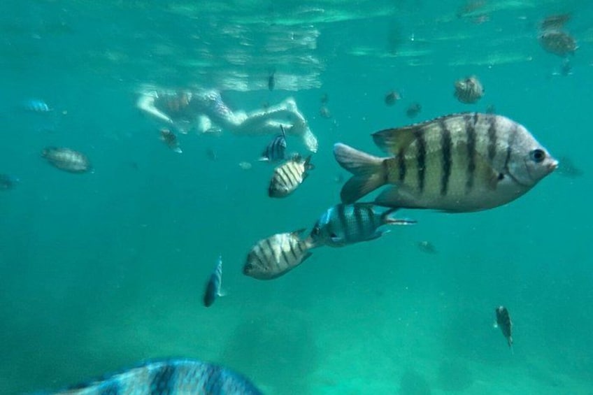 A school of fish swimming in clear blue water. 2