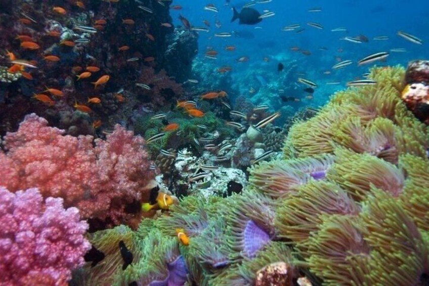 A vibrant coral reef with diverse marine life and colorful corals. 5