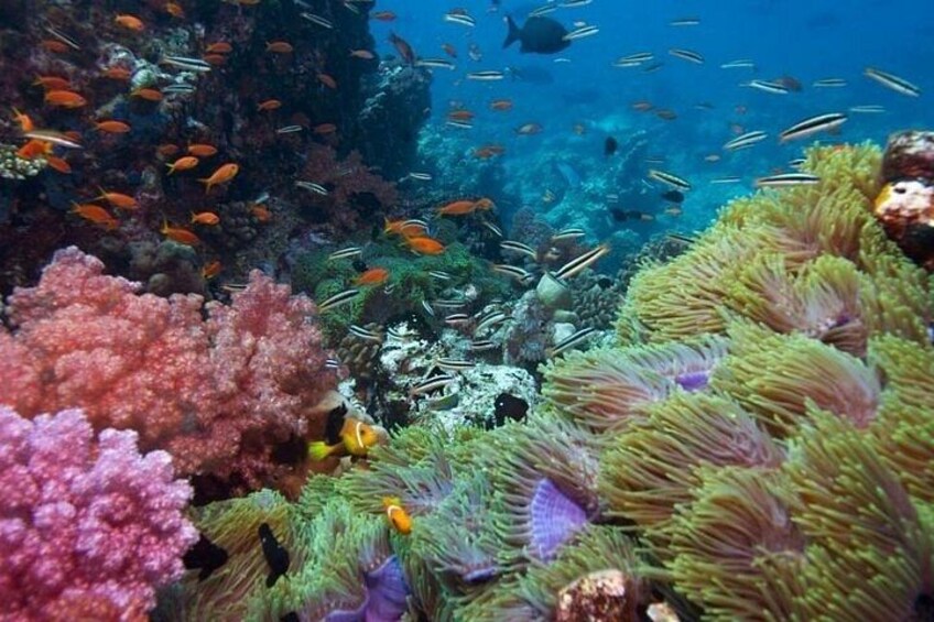 Una vivace barriera corallina con fauna marina diversificata e anemoni di mare colorati. 2