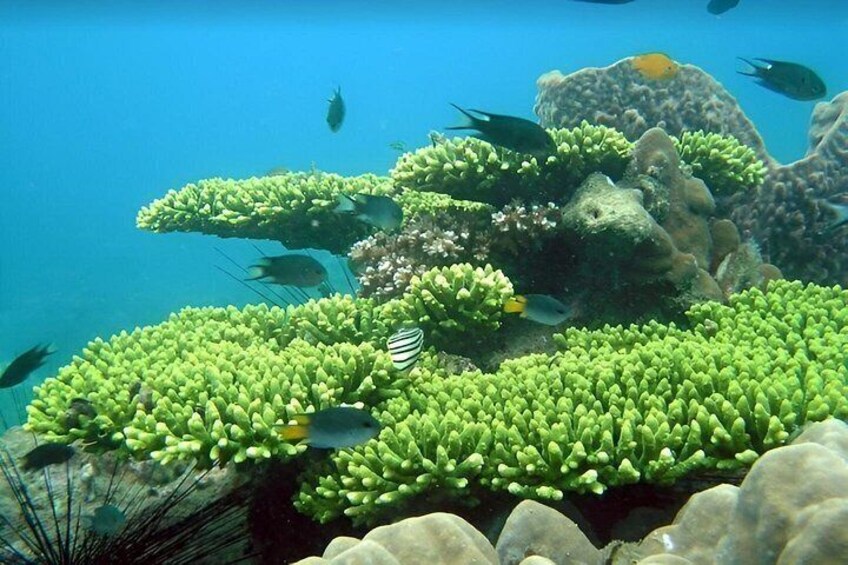 A coral reef with various fish species and green seaweed. 1
