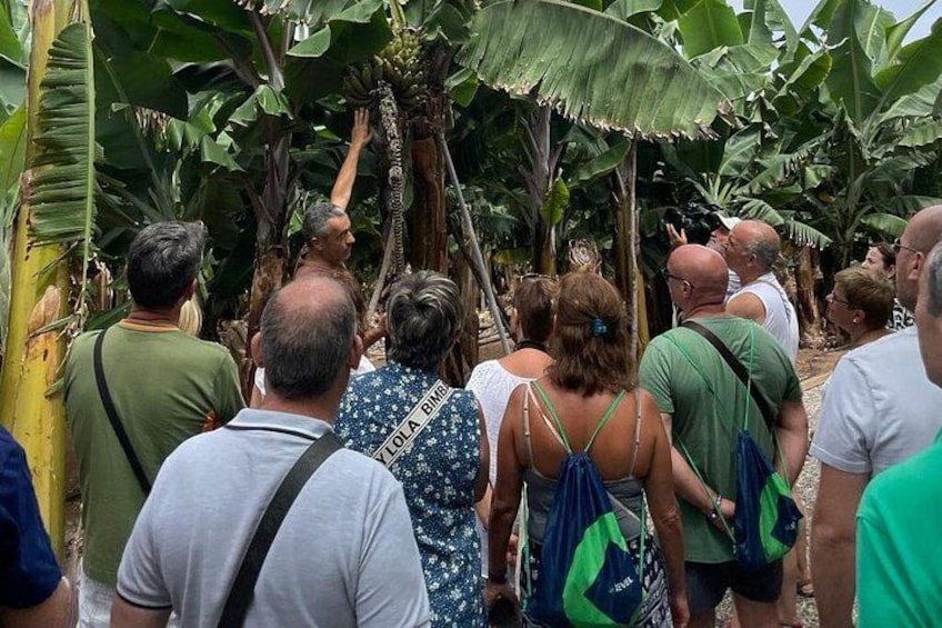 Guided tour of the Banana World 1