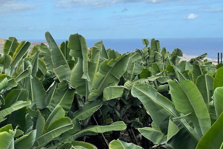 Guided tour of the Banana World 1