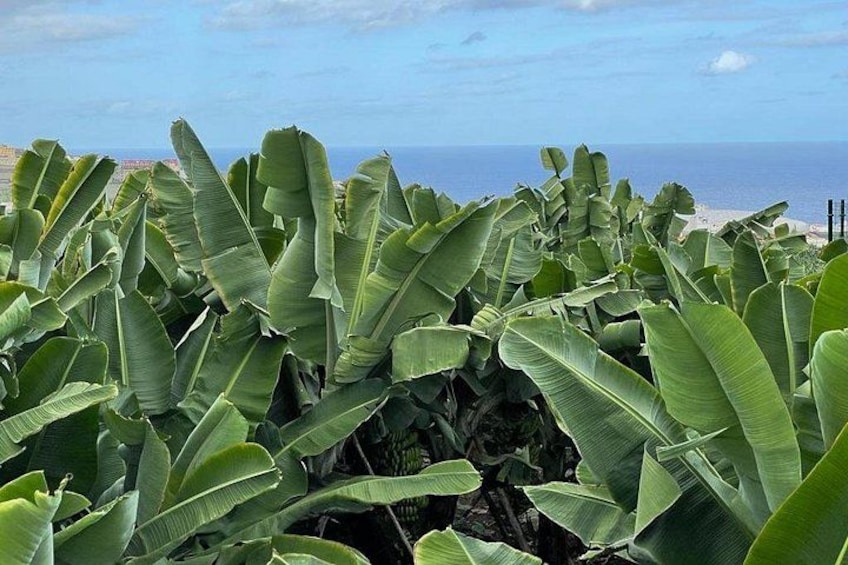 Guided tour of the Banana World 3