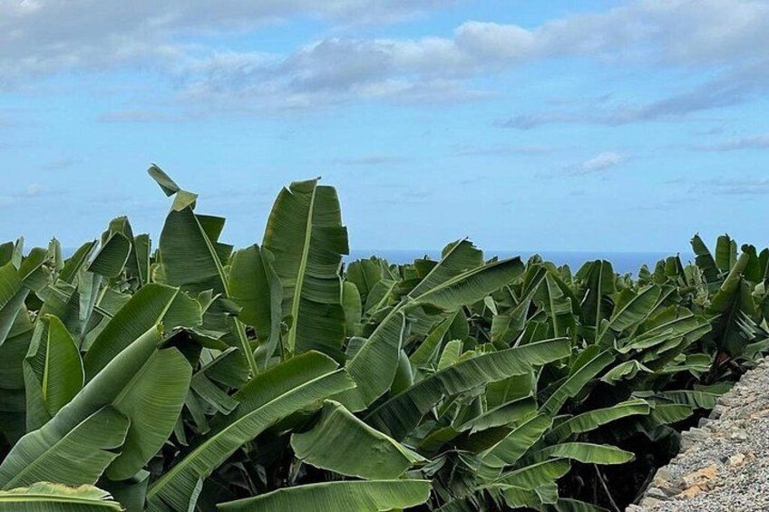 Guided tour of the Banana World 2