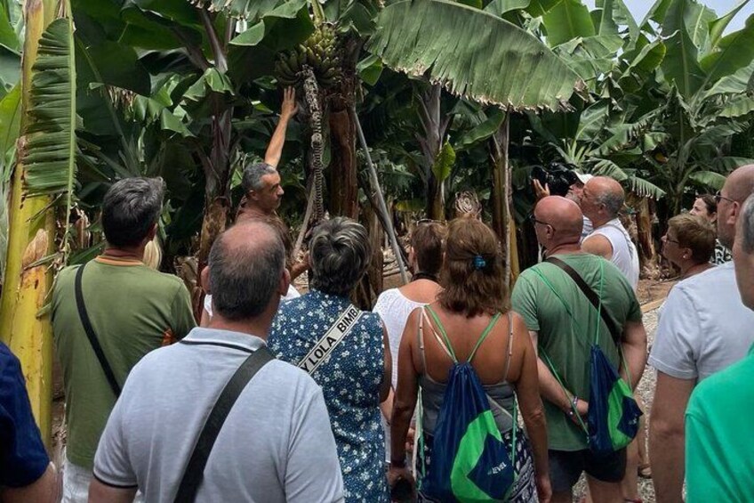 Guided tour of the Banana World 1