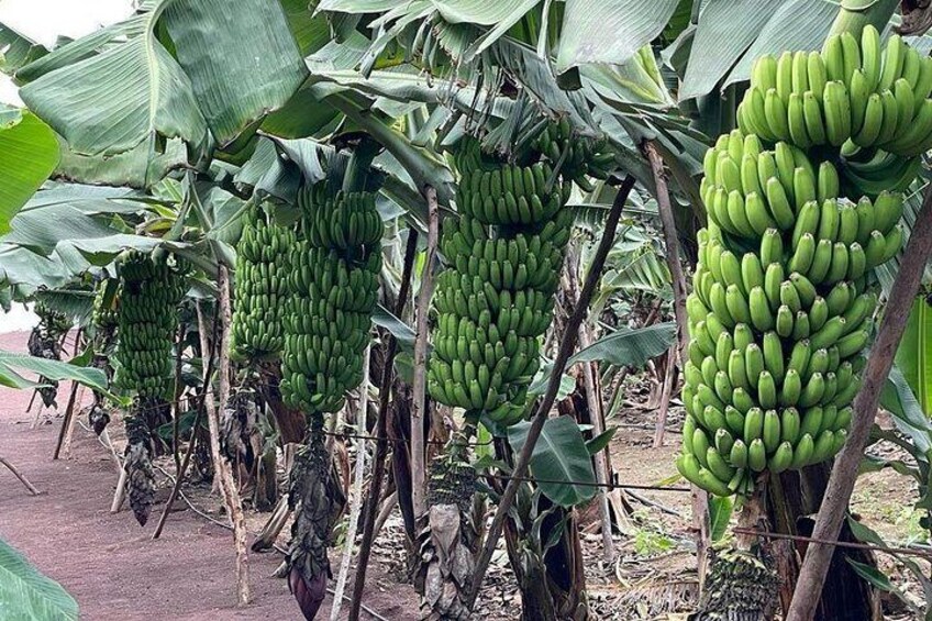 A banana plantation with large green bananas hanging from the trees. 2