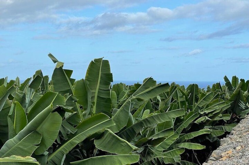 Guided tour of the Banana World 3