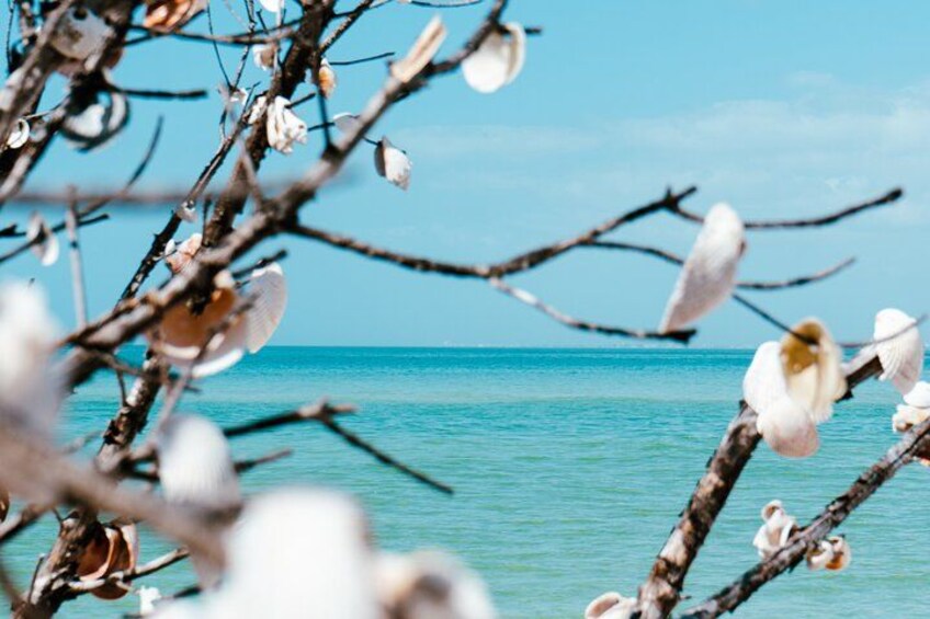 A beach with clear blue water and branches with white flowers. 4