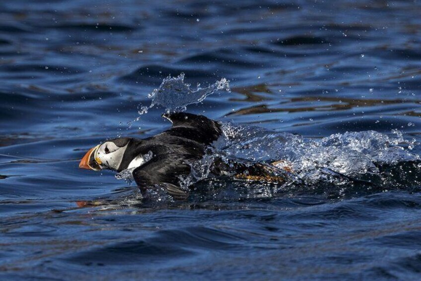 Nyksund: RIB Boat Seal and Bird Safari 3