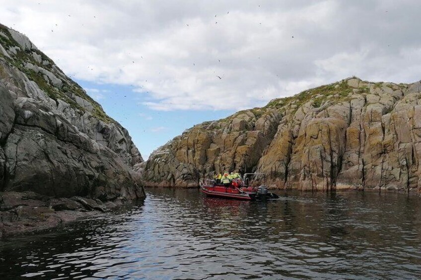 Nyksund: RIB Boat Seal and Bird Safari 5