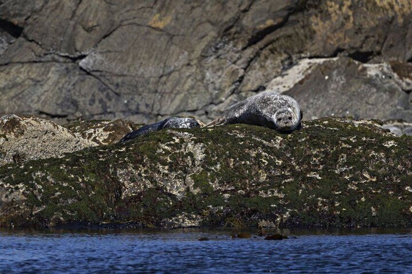Nyksund: RIB Boat Seal and Bird Safari 2