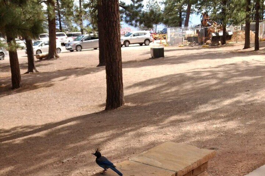 Don't let construction or parking lots stop you from seeing Bryce! 5