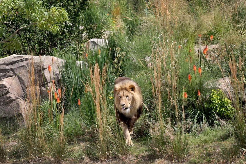A lion walking through a grassy area with rocks and tall plants. 3