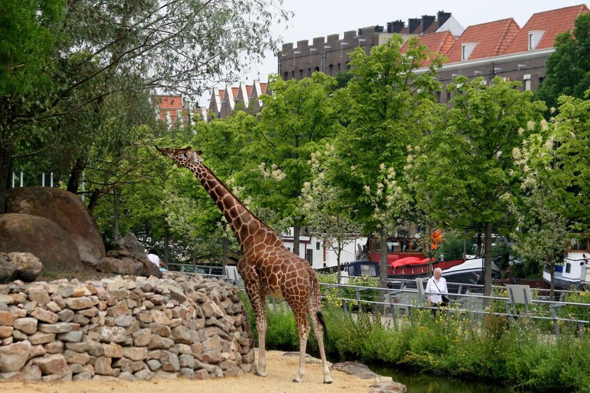 A giraffe standing near a rocky area with trees and a body of water in the background. 2