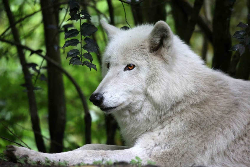 Un lobo blanco descansando en un bosque. 5