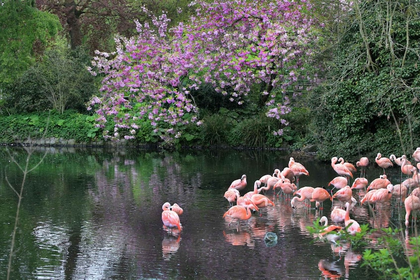 Un estanque con flamencos rosados y flores moradas. 2