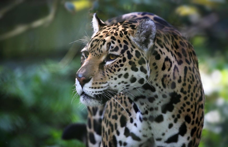 Primer plano de un leopardo con pelaje moteado distintivo, sobre un fondo verde desenfocado. 3