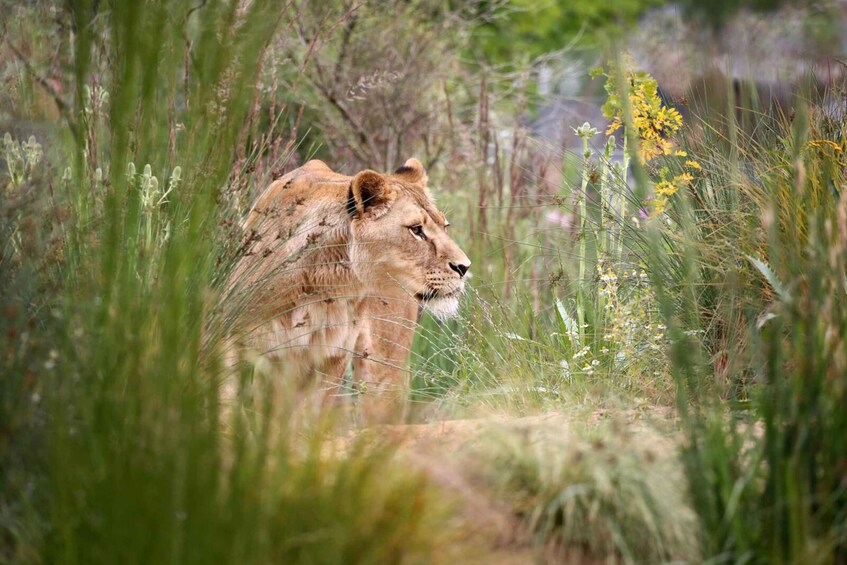 Un león en hierba alta con flores amarillas al fondo. 4
