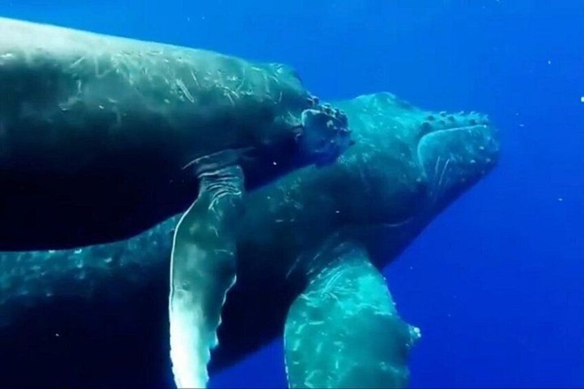 Une grande baleine nageant sous l’eau. 3