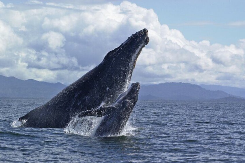 Dos ballenas emergen del océano, con montañas al fondo. 3