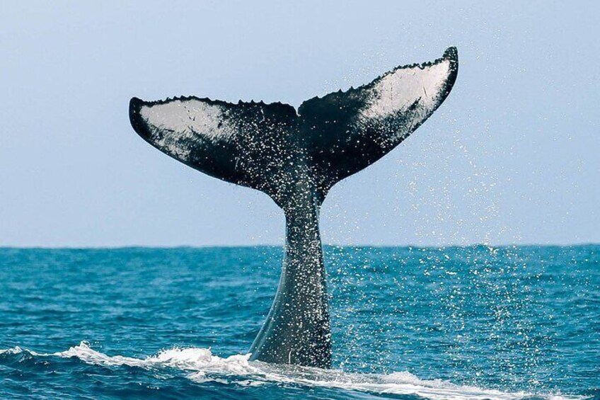 Una cola de ballena emergiendo del océano. 2
