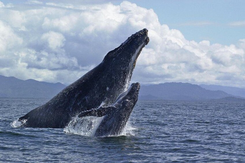 Deux baleines qui jaillissent hors de l’eau dans l’océan, avec des montagnes en arrière-plan. 5