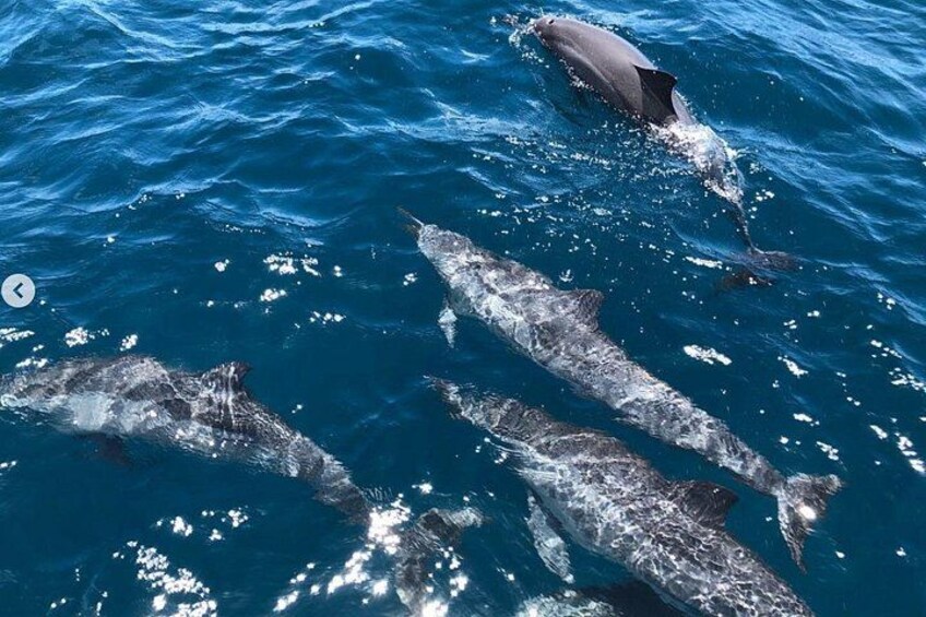 Un groupe de dauphins nageant dans l’océan. 2