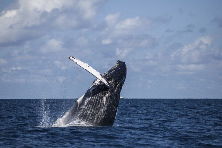 Una ballena rompiendo la superficie del océano. 4