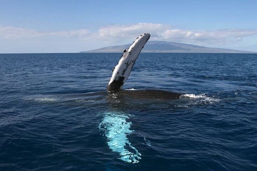 Royal Humpback Whale Exploration