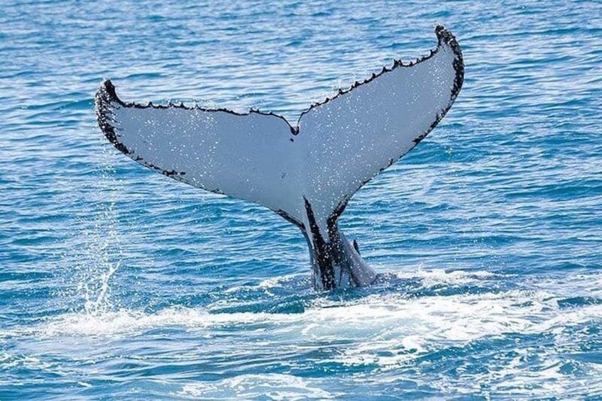 La nageoire caudale d’une baleine émergeant à la surface de l’eau. 1