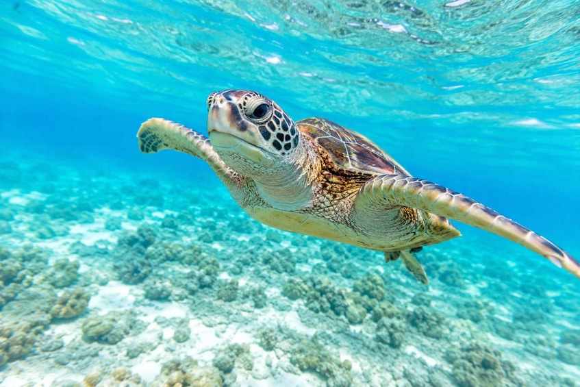 Zanzibar: North Coast and Turtle Sanctuary Tour 1