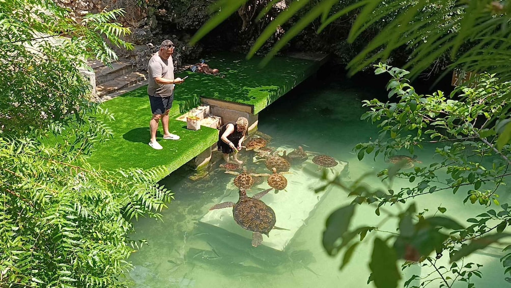 Picture 3 for Activity Zanzibar:Swim with Turtles & Explore the North Coast 5