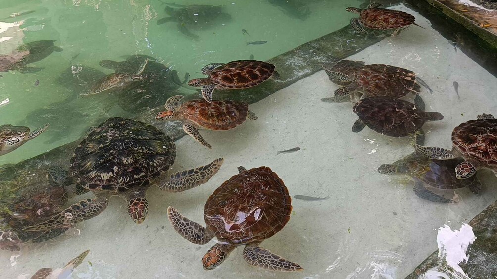 Picture 8 for Activity Zanzibar:Swim with Turtles & Explore the North Coast 3