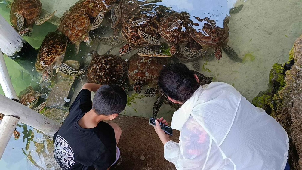 Picture 6 for Activity Zanzibar:Swim with Turtles & Explore the North Coast 2
