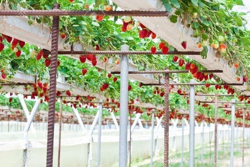 A strawberry farm with rows of plants supported by metal frames and white trellises. 2