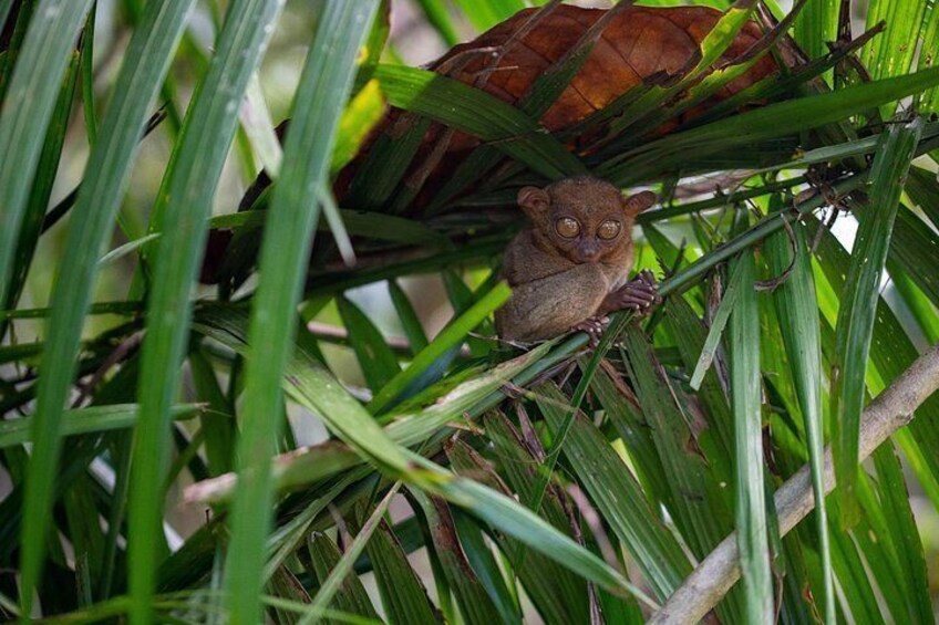 Bohol Countryside Tour: Chocolate Hills, Tarsier and Loboc River 4