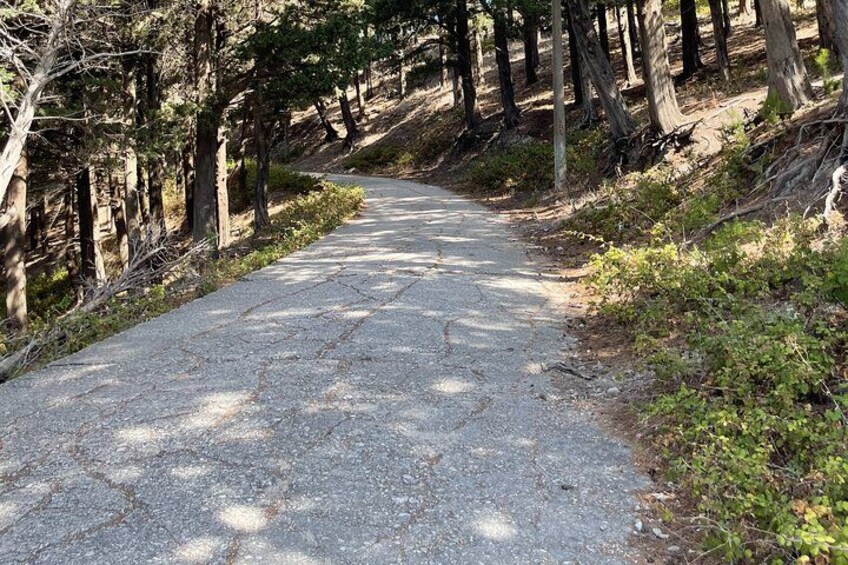 Ein gepflasterter Weg durch einen Wald, gesäumt von Bäumen. 4