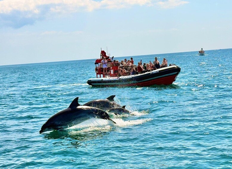 Lagos: Dolphin Watching Tour + Marine Biologist Guide 2