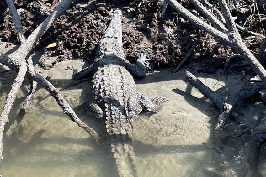 A crocodile in a muddy waterhole surrounded by branches. 2