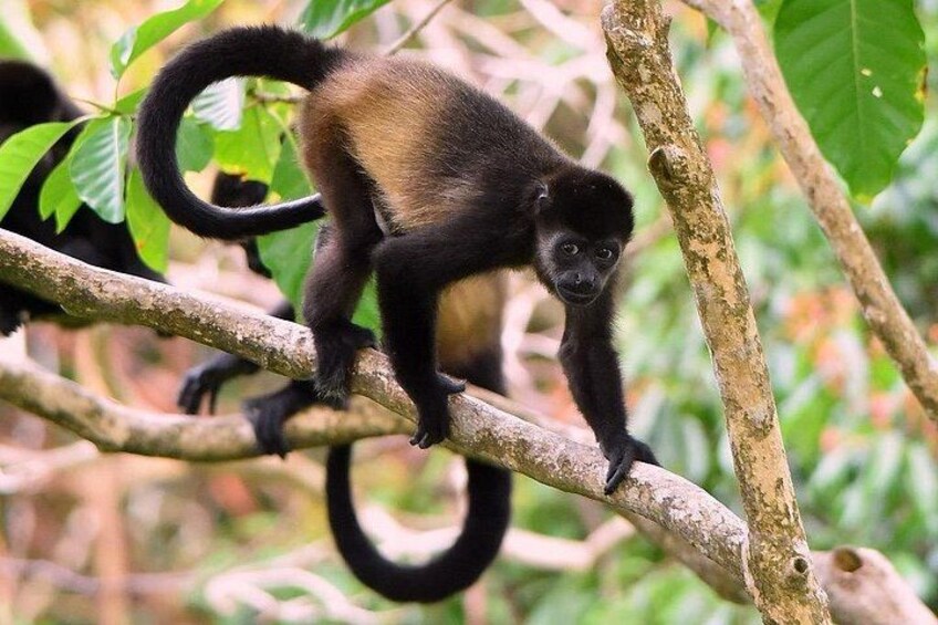 A monkey on a tree branch in a forest. 3