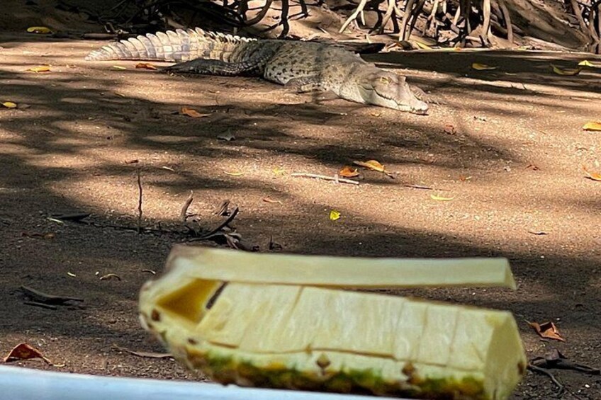 A crocodile in a natural setting with a piece of wood in the foreground. 4
