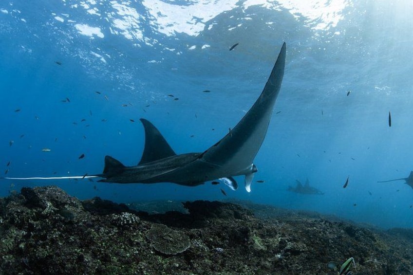Een mantaray zwemt onder water tussen een school vissen. 2