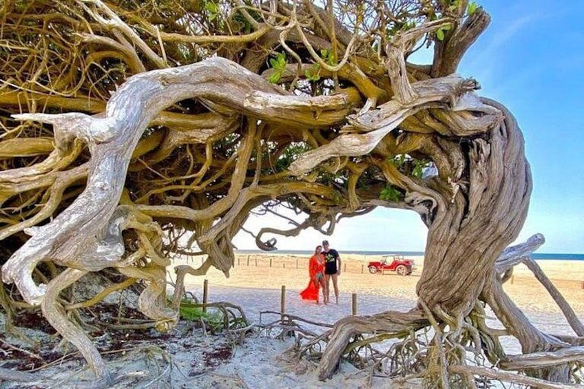 A beach with a large, twisted tree trunk in the foreground and a red car in the background. 2