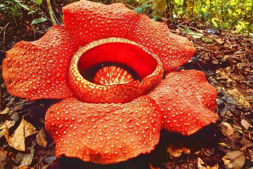 Rafflesia Rainforest Reserve Tour From Kota Kinabalu 4