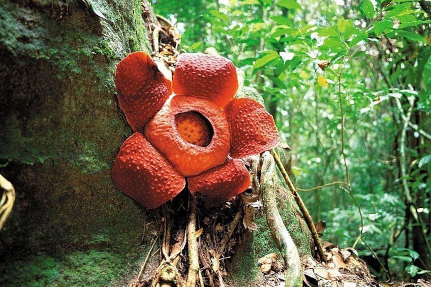 Rafflesia Rainforest Reserve Tour From Kota Kinabalu 2