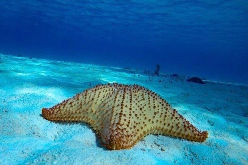 Starfish, Stingrays and the Cozumel Turtle Sanctuary Snorkel Tour 4