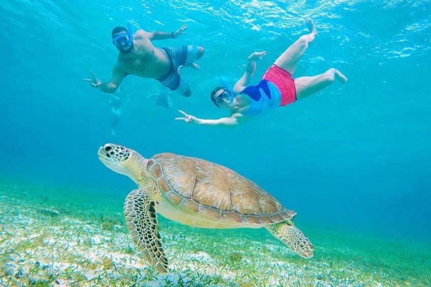 Starfish, Stingrays and the Cozumel Turtle Sanctuary Snorkel Tour 3
