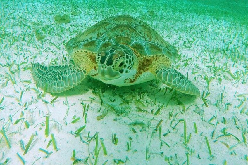 Starfish, Stingrays and the Cozumel Turtle Sanctuary Snorkel Tour 2